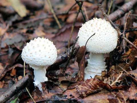 Amanita virgineoides