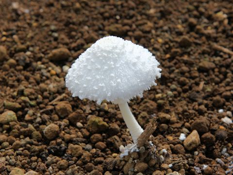 Amanita virgineoides