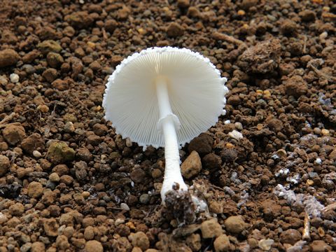 Amanita virgineoides