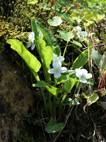 Viola patrinii