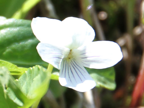 Viola patrinii