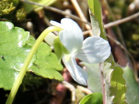 Viola patrinii