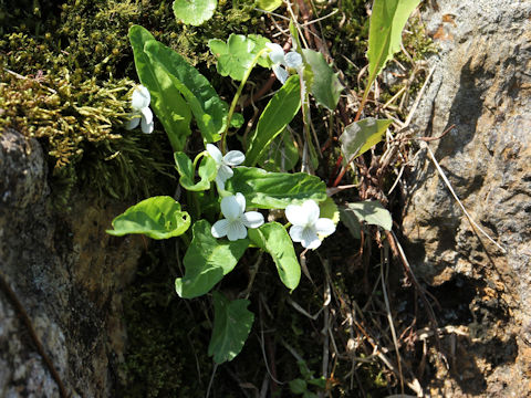 Viola patrinii