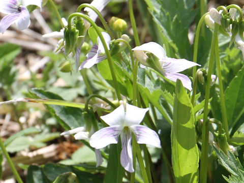 Viola patrinii