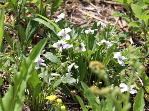 Viola patrinii