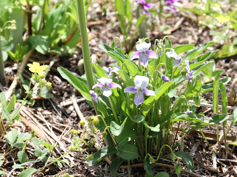 Viola patrinii