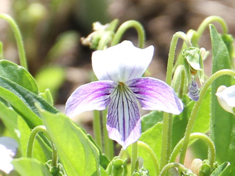 Viola patrinii