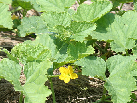 Cucumis melo var. conomon