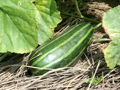 Cucumis melo var. conomon