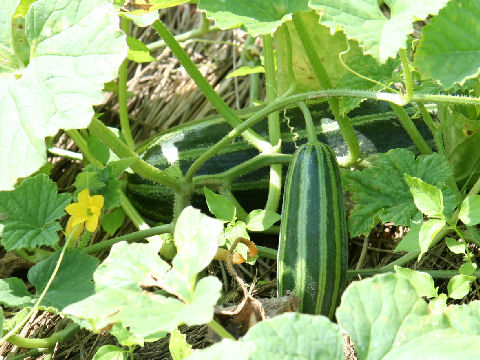 Cucumis melo var. conomon