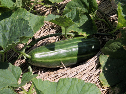 Cucumis melo var. conomon