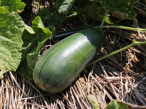 Cucumis melo var. conomon