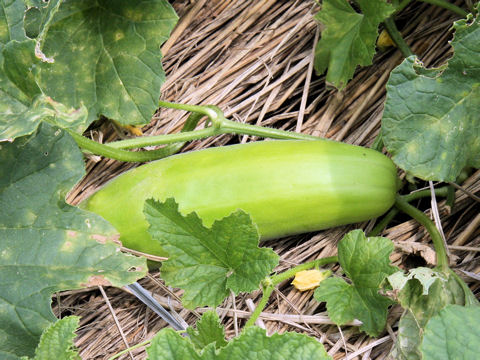 Cucumis melo var. conomon