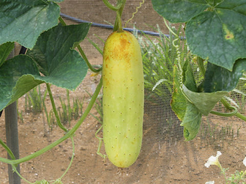 Cucumis melo var. conomon