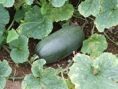 Cucumis melo var. conomon