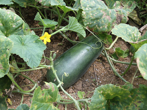 Cucumis melo var. conomon