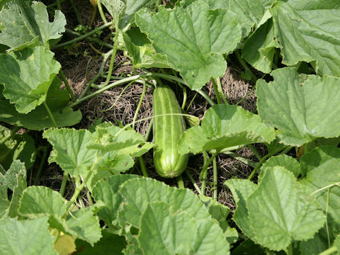 Cucumis melo var. conomon