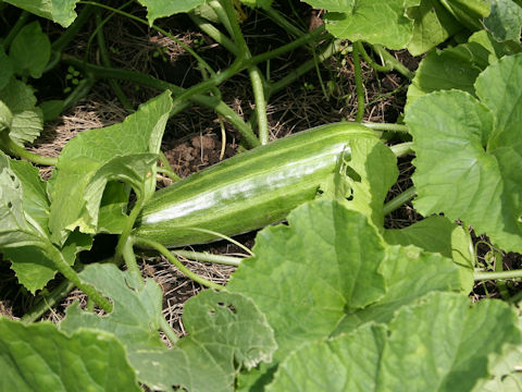 Cucumis melo var. conomon