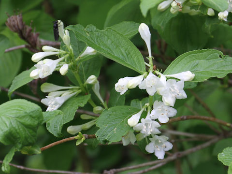 Weigela hortensis f. albiflora