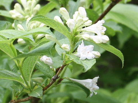 Weigela hortensis f. albiflora