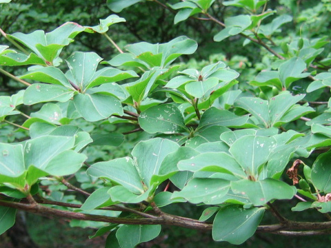 Rhododendron quinquefolium