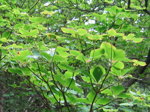 Rhododendron quinquefolium