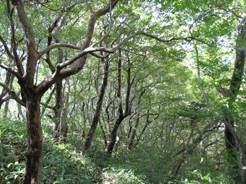 Rhododendron quinquefolium