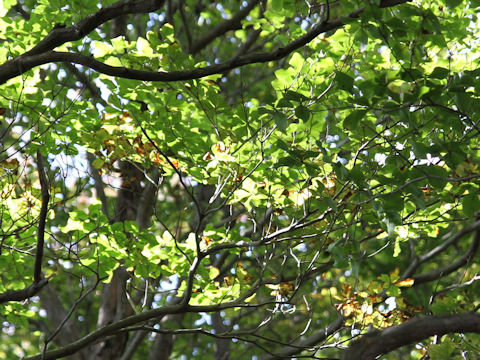 Rhododendron quinquefolium