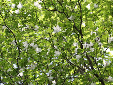 Rhododendron quinquefolium