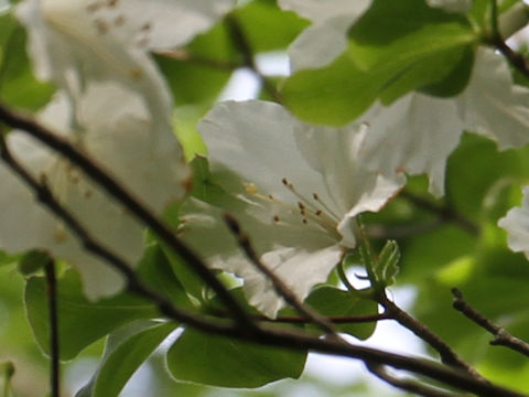 Rhododendron quinquefolium