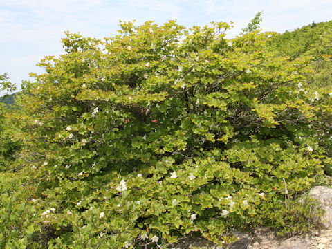 Rhododendron quinquefolium