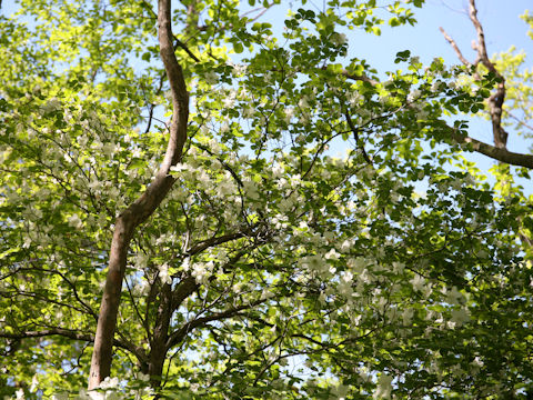 Rhododendron quinquefolium