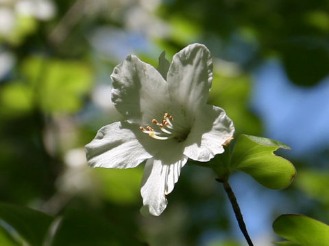 Rhododendron quinquefolium