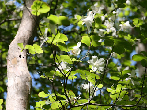 Rhododendron quinquefolium