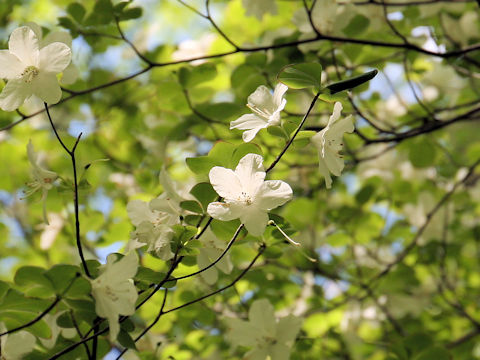 Rhododendron quinquefolium