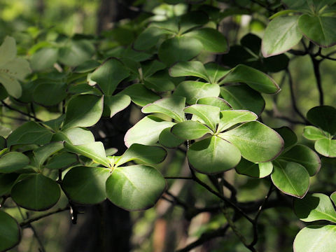 Rhododendron quinquefolium