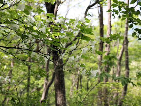 Rhododendron quinquefolium