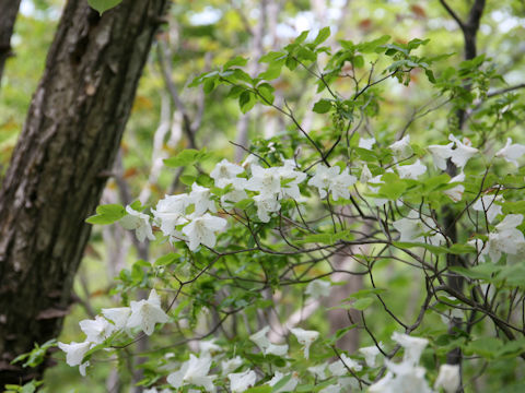 Rhododendron quinquefolium