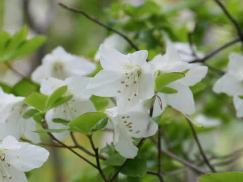 Rhododendron quinquefolium