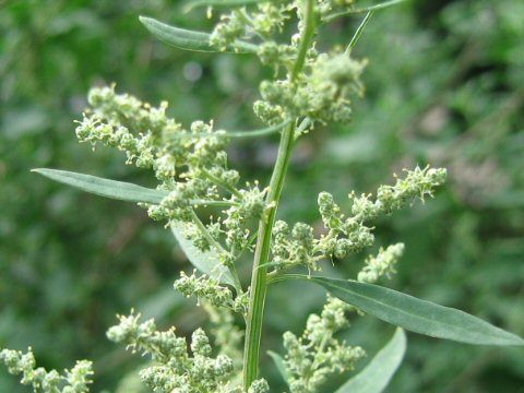 Chenopodium album