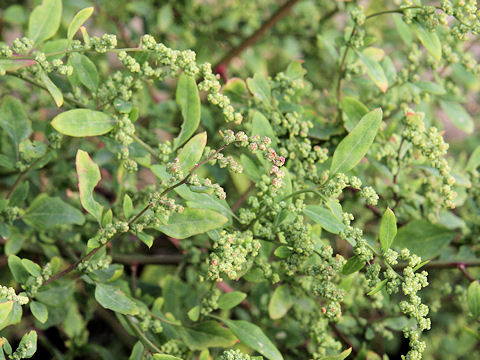 Chenopodium album