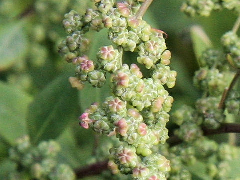 Chenopodium album