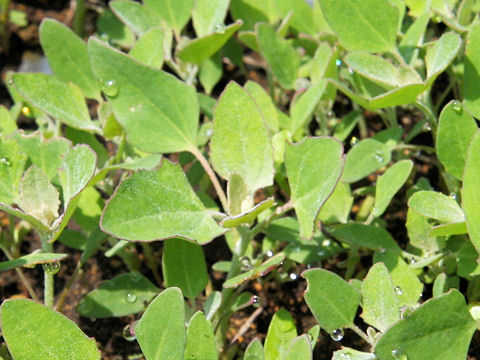 Chenopodium album