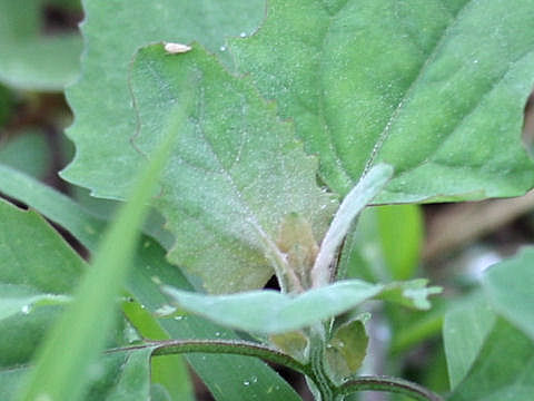 Chenopodium album