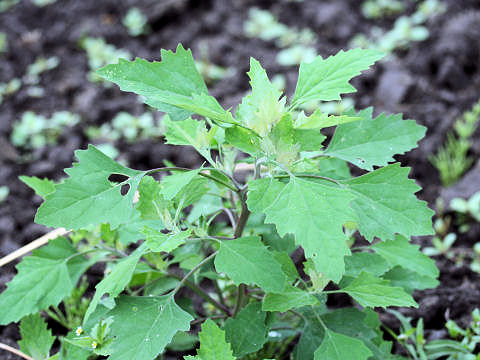 Chenopodium album