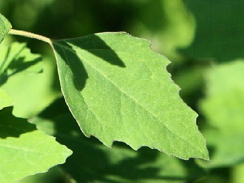 Chenopodium album