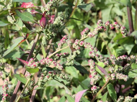 Chenopodium album