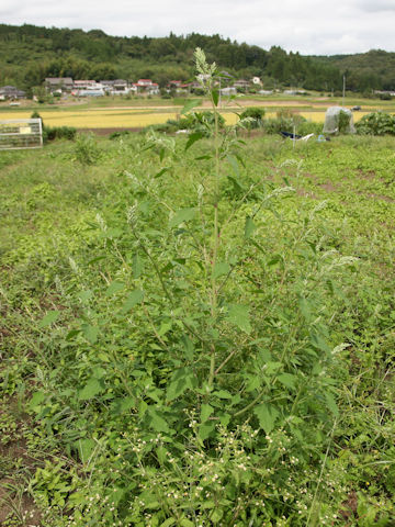 Chenopodium album