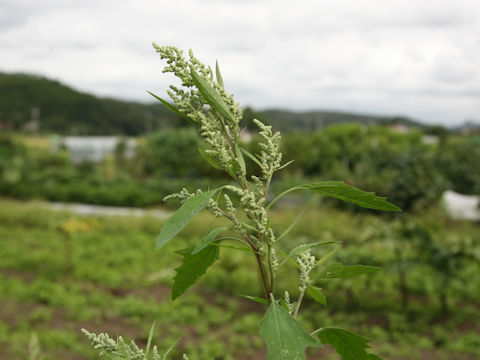 Chenopodium album