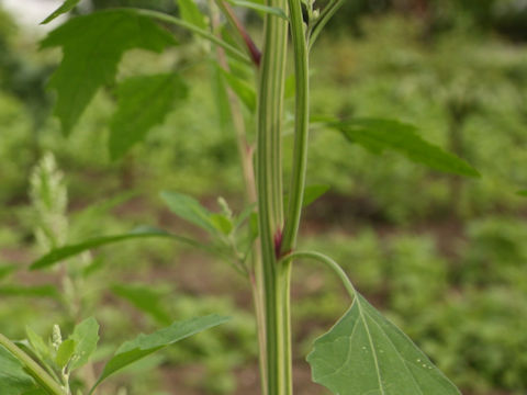 Chenopodium album